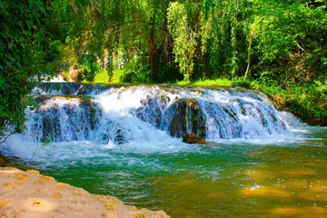 The forest falls