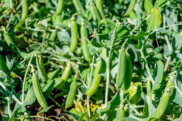 Ripe pods with garden peas from close