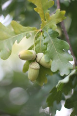 branch of oak green acorns in the fall on sunny day with copyspace