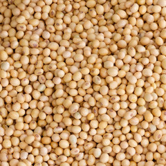 Soybean background