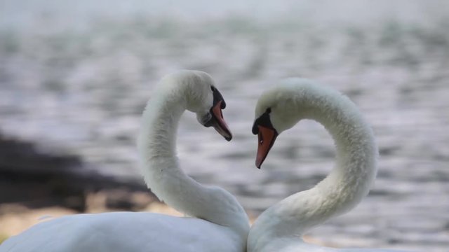 Color footage of two swans moving their necks.