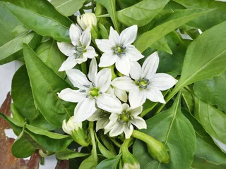 Gardinen Chilischoten close-up blossom, young capsicum and flower bud of chili pepper  © iluzia