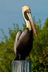 Brown Pelican