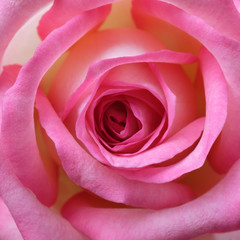 Fototapeta na wymiar Beautiful pink rose closeup