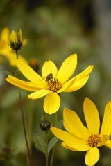 Bright yellow flower close up (Heliopsis Helianthroides)