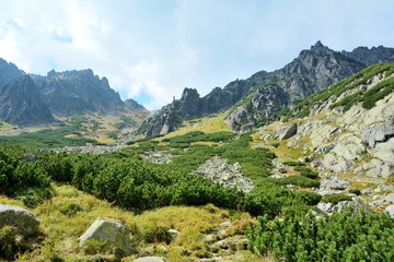 Fototapeta na wymiar Nature of High Tatras mountain in Slovakia. Forest with stream in Tatra mountains.