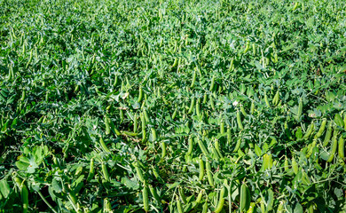 Ripe pods with garden peas in a large field