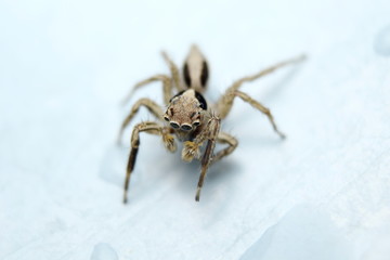 Jumping Spider