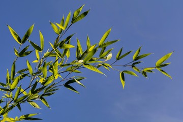  Bamboo Branch -- with transparent green leaves against a blue sky. Green bright bamboo at blue sky background.