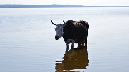 Корова в воде