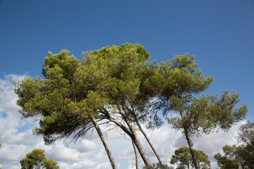 Bäume, Mediterran, Mallorca