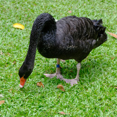 Fototapeta premium black swan