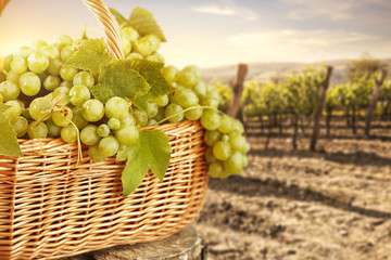 autumn background space 