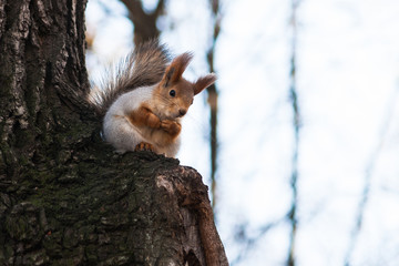 Naklejka na ściany i meble Squirrel sits on a tree branch