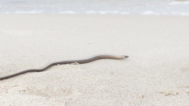 The Anguis fragilis or slow worm snake like limbless lizard on sandy beach