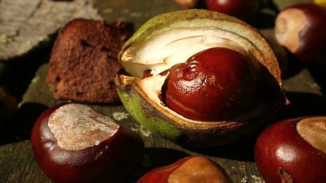 Macro panning over conkers and leaves from a Horse Chestnut tree