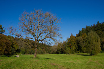 Fototapeta na wymiar Herbstlicher Baum auf einer Wiese umgeben von Wald