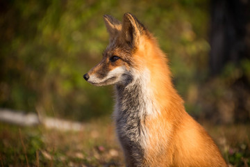  fox at sunset