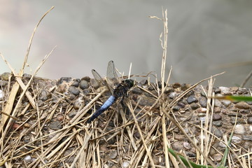 Libelle Blaupfeil am Ufer, Orthetrum concellatum
