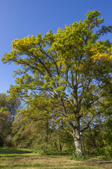 Fototapeta na wymiar Mächtiger Baum auf einer grünen Wiese