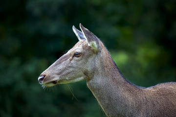 Female deer, profile view.