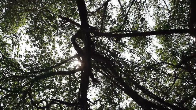 Big banyan
