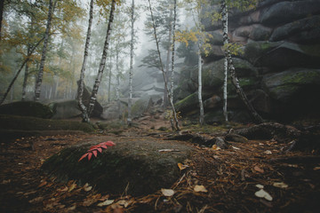 Foreground with autumn leaves. Wood and rocks in the fog. Siberi