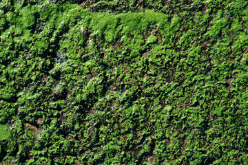 Green swamp surface macro natural texture