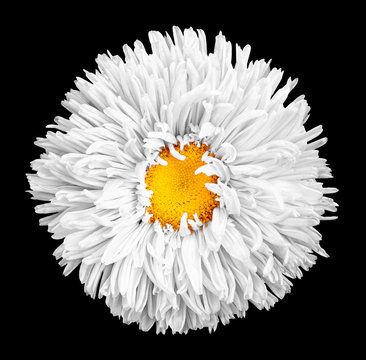 Fototapeta White aster flower with yellow heart macro photography isolated on black