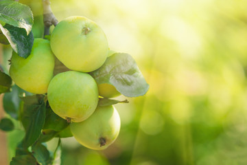 Green apple from a branch on blurred background in the sunlight