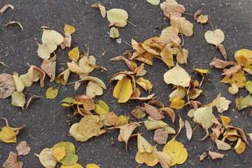 autumn leaves lying in the park