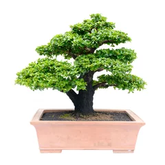 Printed kitchen splashbacks Bonsai bonsai tree isolated on white