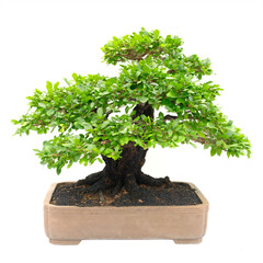bonsai boom geïsoleerd op wit