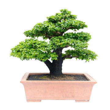 bonsai tree isolated on white