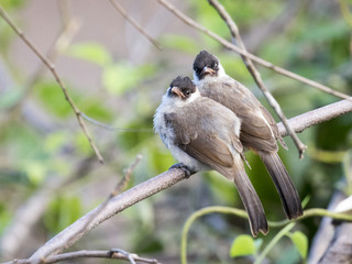 Image of two birds perched on the branch in the wild. Sooty head
