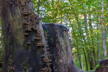 Fototapeta na wymiar Baumpilze wachsen an einem feuchten Baumstamm