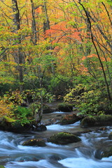 紅葉の奥入瀬渓流