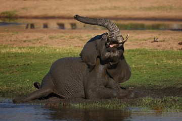 Elephant in the water, beautiful nature habitat, this is africa, african wildlife, endangered species, wild tanzania