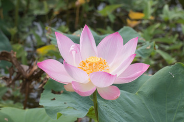 beautiful lotus