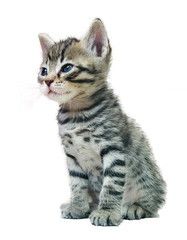 Little grey cat on white background