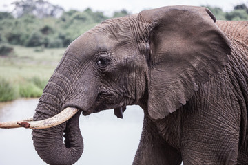 elephant in Aberdare National Park, Kenya