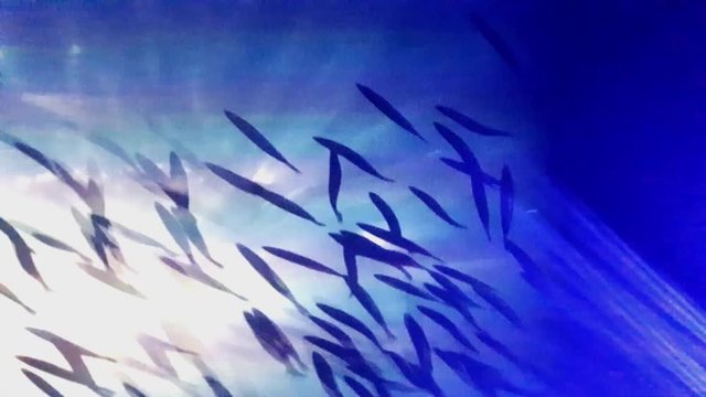slade projection on ceiling of underwater situation