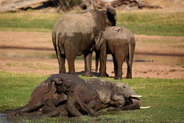 Elephants with young in the beautiful nature habitat, this is africa, african wildlife, endangered species, wild tanzania