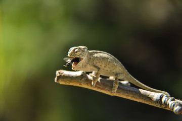 Bukalemun