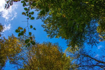 Blätterdach eines herbstlichen Laubwaldes vor blauem Himmel
