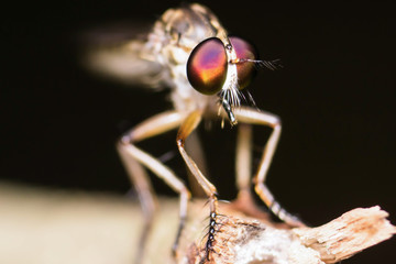 Robberfly, Asilidae (Insecta: Diptera: Asilidae) on a twig