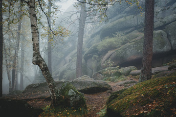 Trees in mysterious dark old forest in fog. Autumn morning. Fair