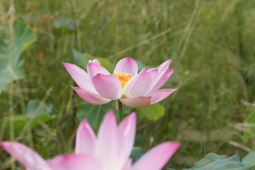 Obraz premium beautiful lotus