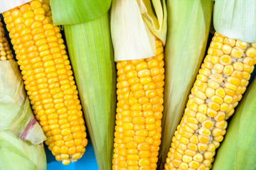 Closeup of corn cob, overhead © alicja neumiler