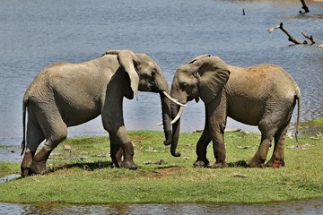 Elephants fight in the beautiful nature habitat, this is africa, african wildlife, endangered species, wild tanzania
